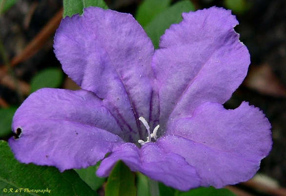 {Ruellia pinetorum}
